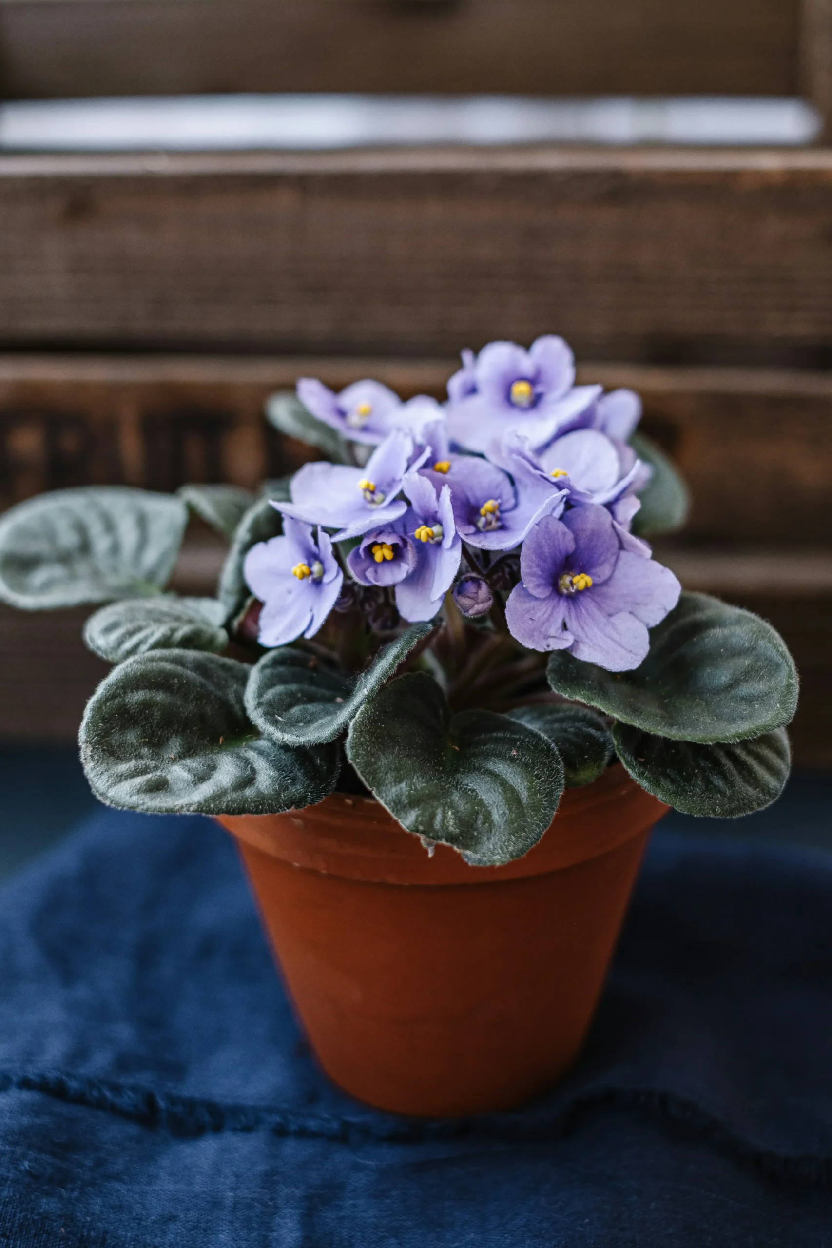 African Violet