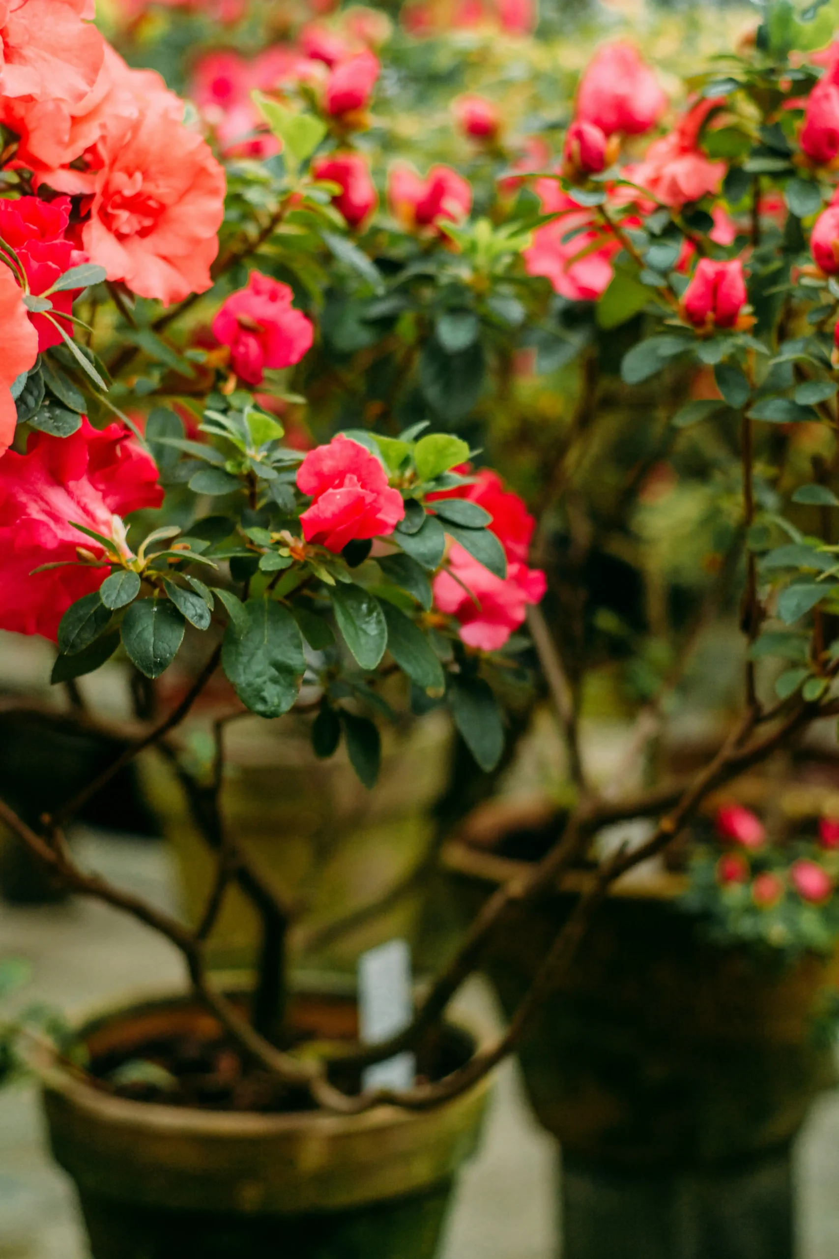 azaleas