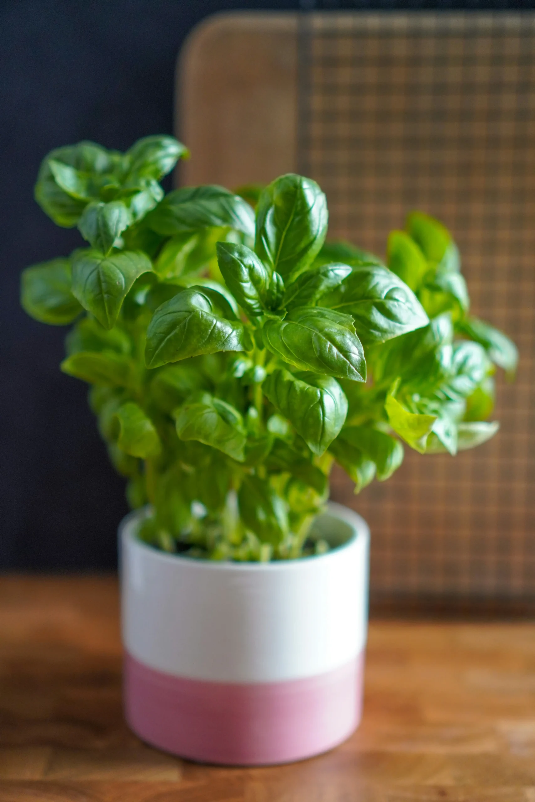 Basil-plant-indoor
