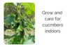 How to Grow and Care for Cucumbers Indoors: A Complete Guide - Post Thumbnail