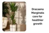 Dracaena Marginata Care Indoors for Faster and Healthier Growth - Post Thumbnail