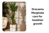 Dracaena Marginata Care Indoors for Faster and Healthier Growth