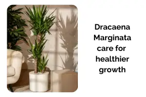 Dracaena Marginata Care Indoors for Faster and Healthier Growth