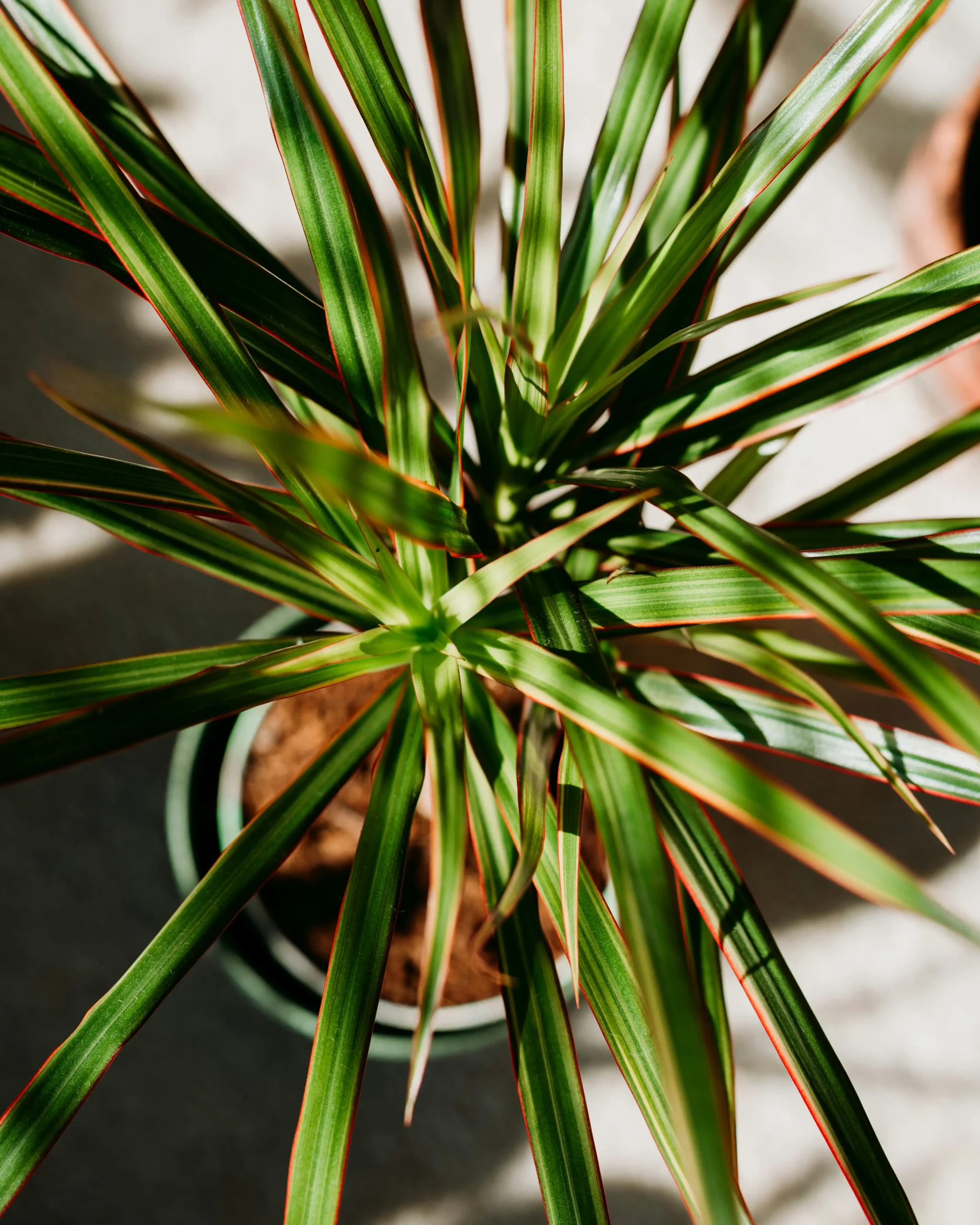 Dracaena Marginata