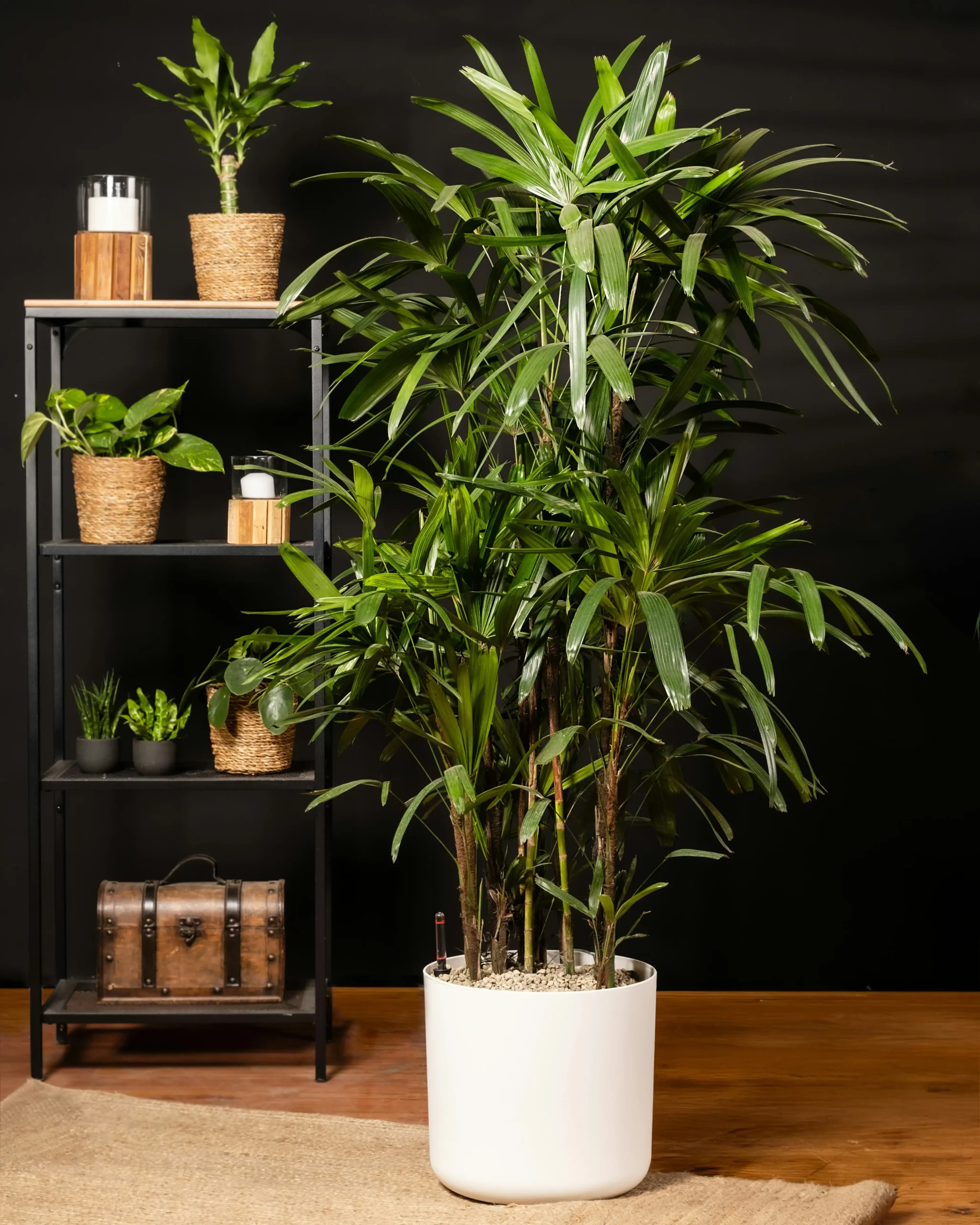 Dracaena Marginata
