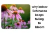 Why Your Indoor Echinacea Keeps Failing to Bloom - Post Thumbnail