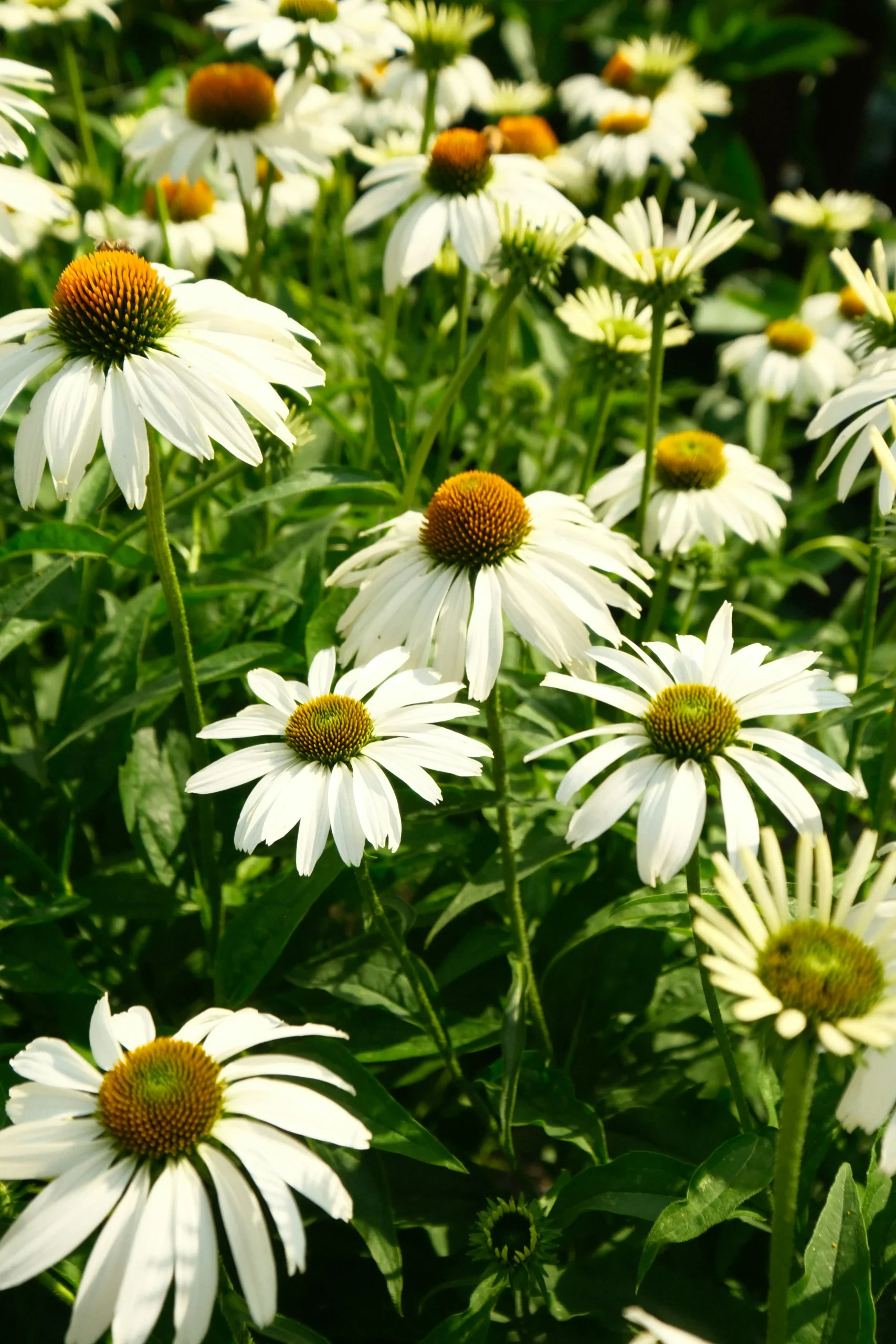 Echinacea