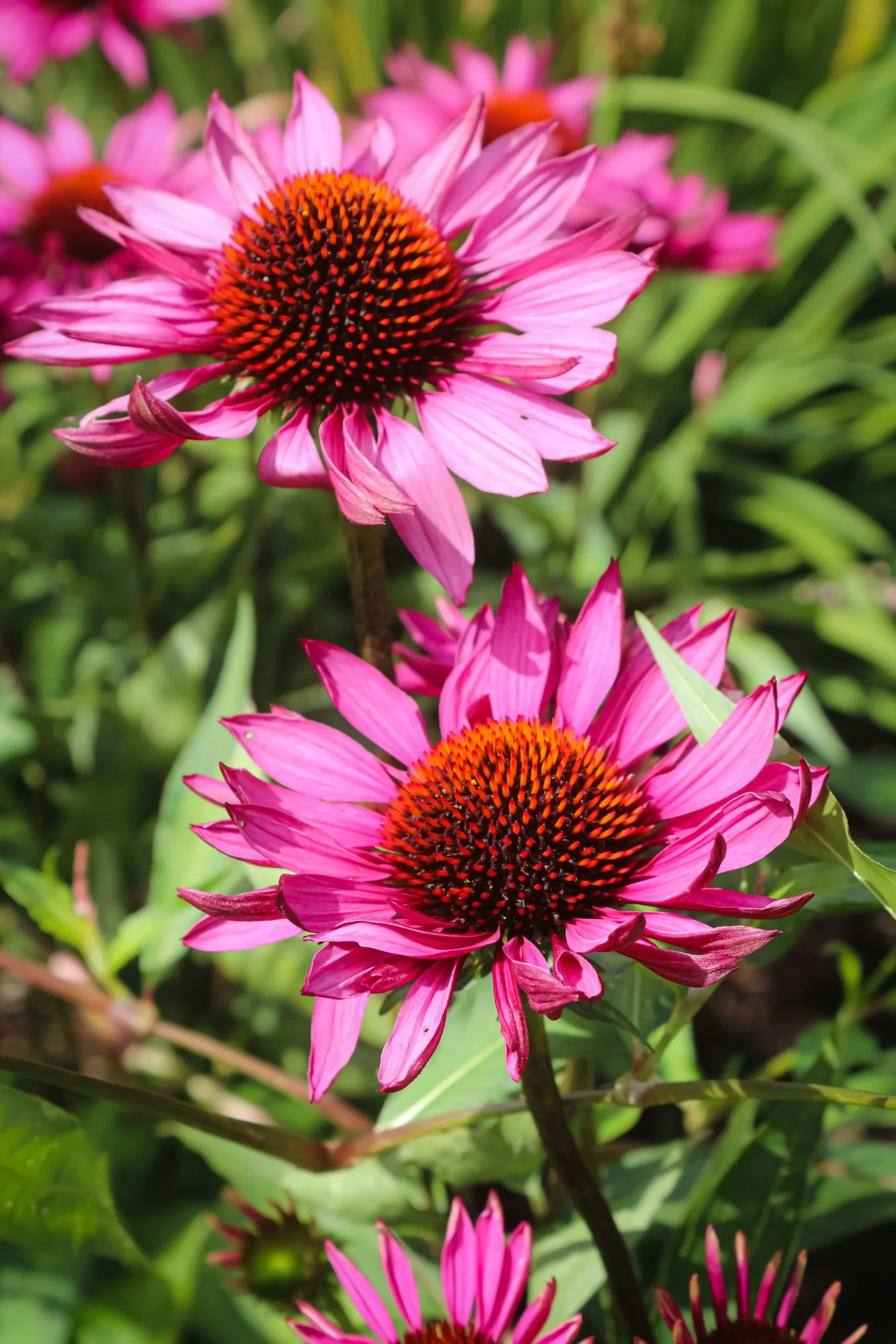Echinacea