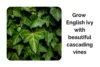 How to Grow English Ivy Indoors With Beautiful Cascading Vines - Post Thumbnail