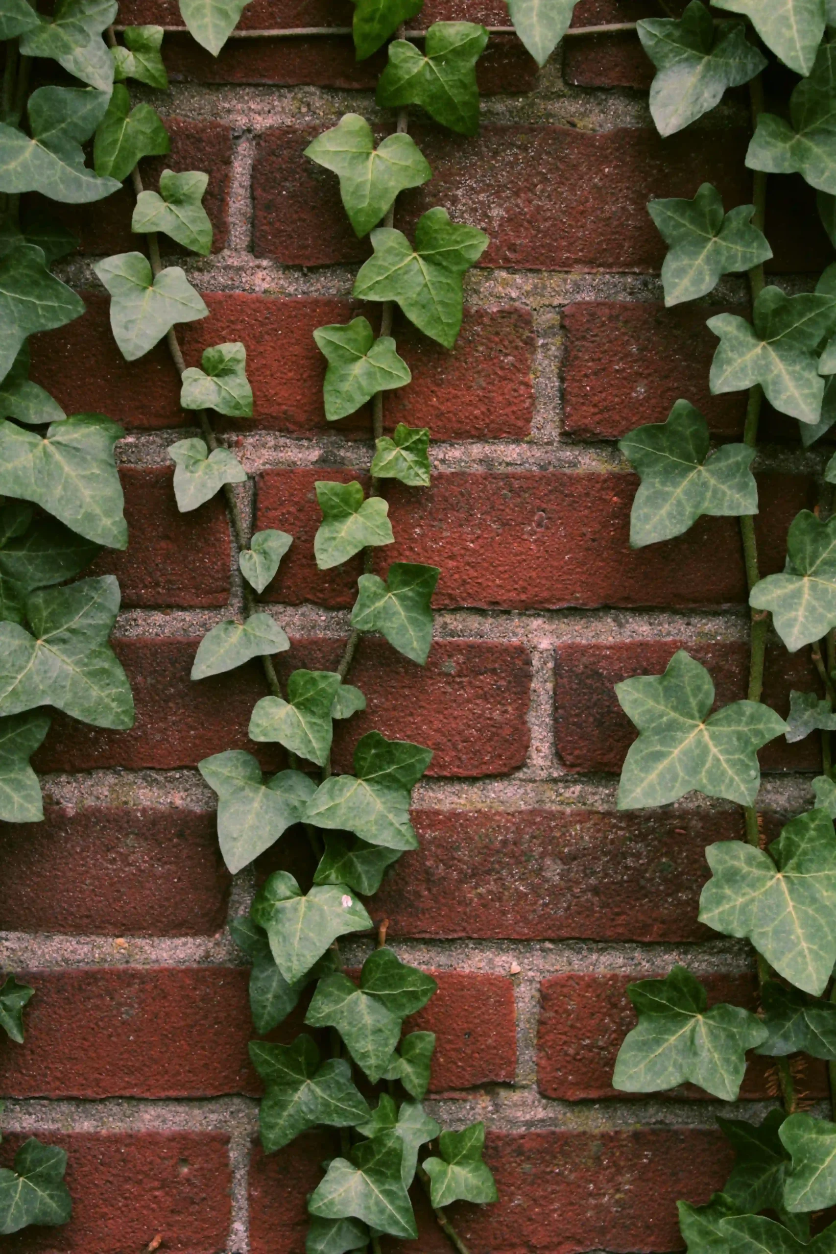 english ivy