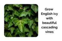 How to Grow English Ivy Indoors With Beautiful Cascading Vines