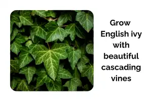 How to Grow English Ivy Indoors With Beautiful Cascading Vines