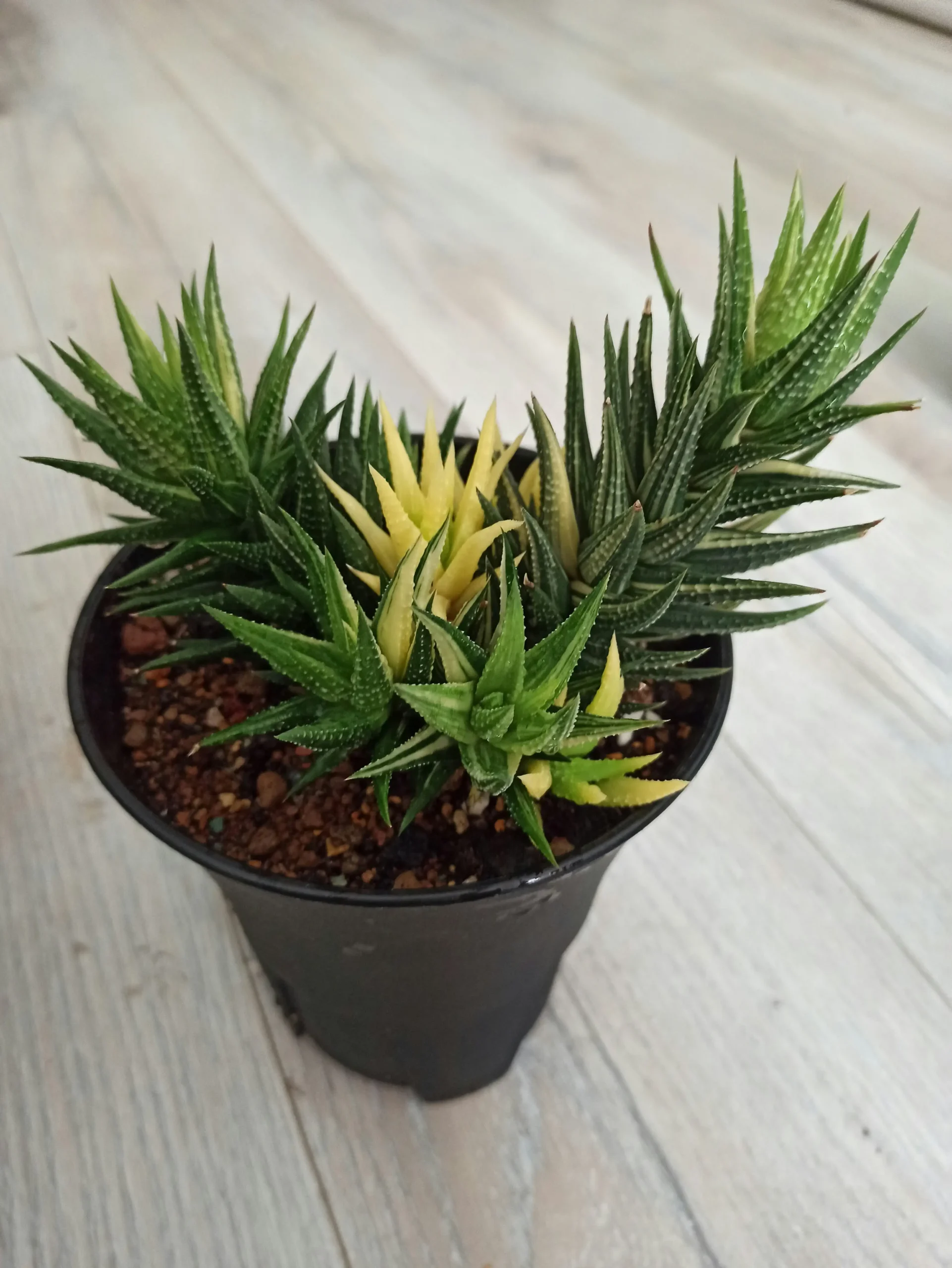Haworthia small house plant