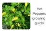 From Seed to Spice: A Simple Indoor Hot Pepper Growing Guide - Post Thumbnail