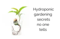 Hydroponic Gardening Secrets No One Tells Beginners