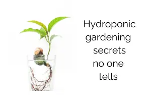 Hydroponic Gardening Secrets No One Tells Beginners