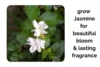 Grow Indoor Jasmine for Beautiful Blooms and Lasting Fragrance - Post Thumbnail