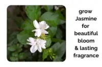 Grow Indoor Jasmine for Beautiful Blooms and Lasting Fragrance