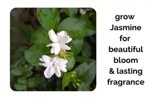 Grow Indoor Jasmine for Beautiful Blooms and Lasting Fragrance