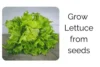Grow Lettuce Like a Beginner and Still Get Pro Results - Post Thumbnail