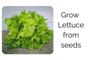 Grow Lettuce Like a Beginner and Still Get Pro Results