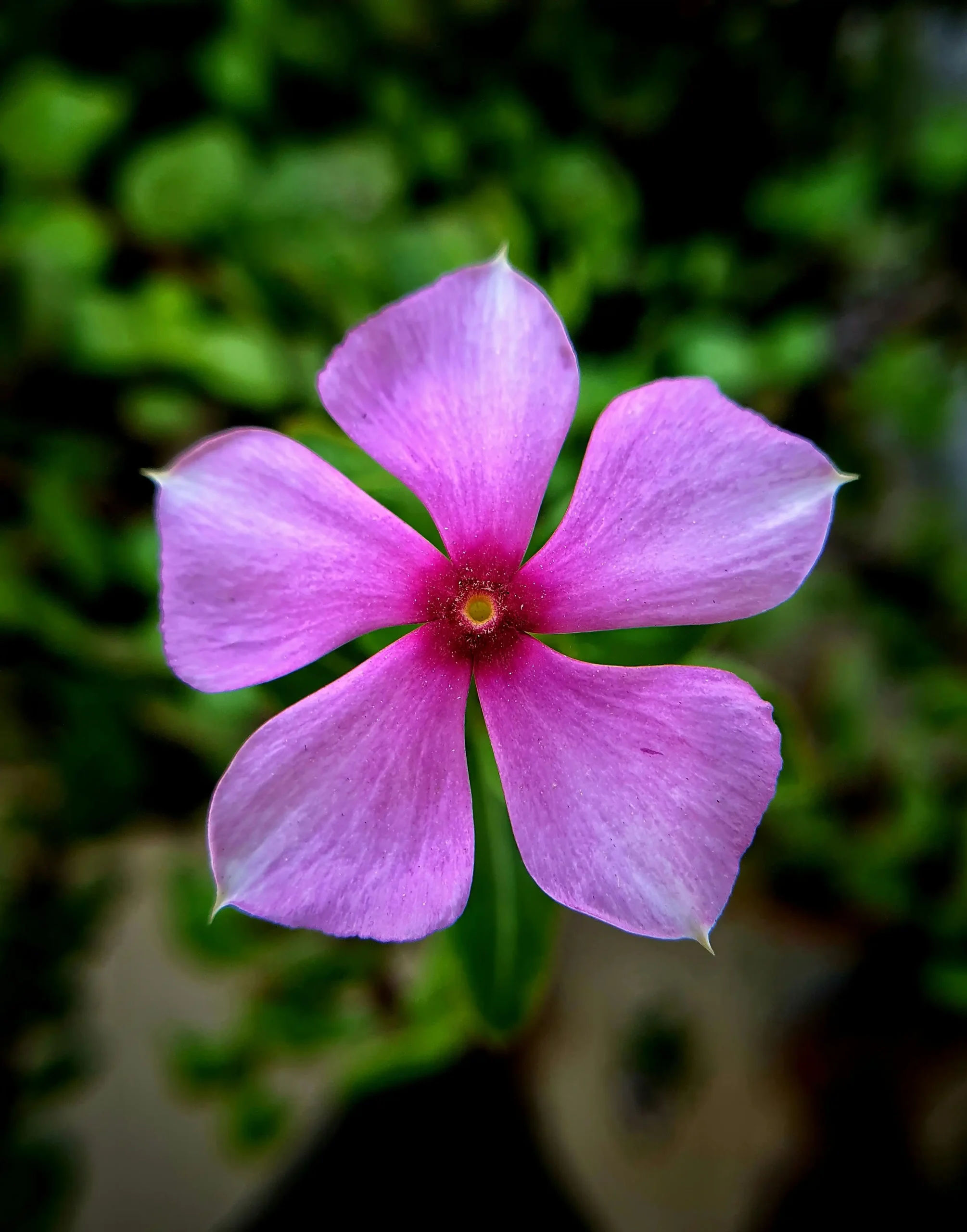 Madagascar Periwinkle 