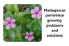 Common Madagascar Periwinkle Growing Problems and Solutions - Post Thumbnail