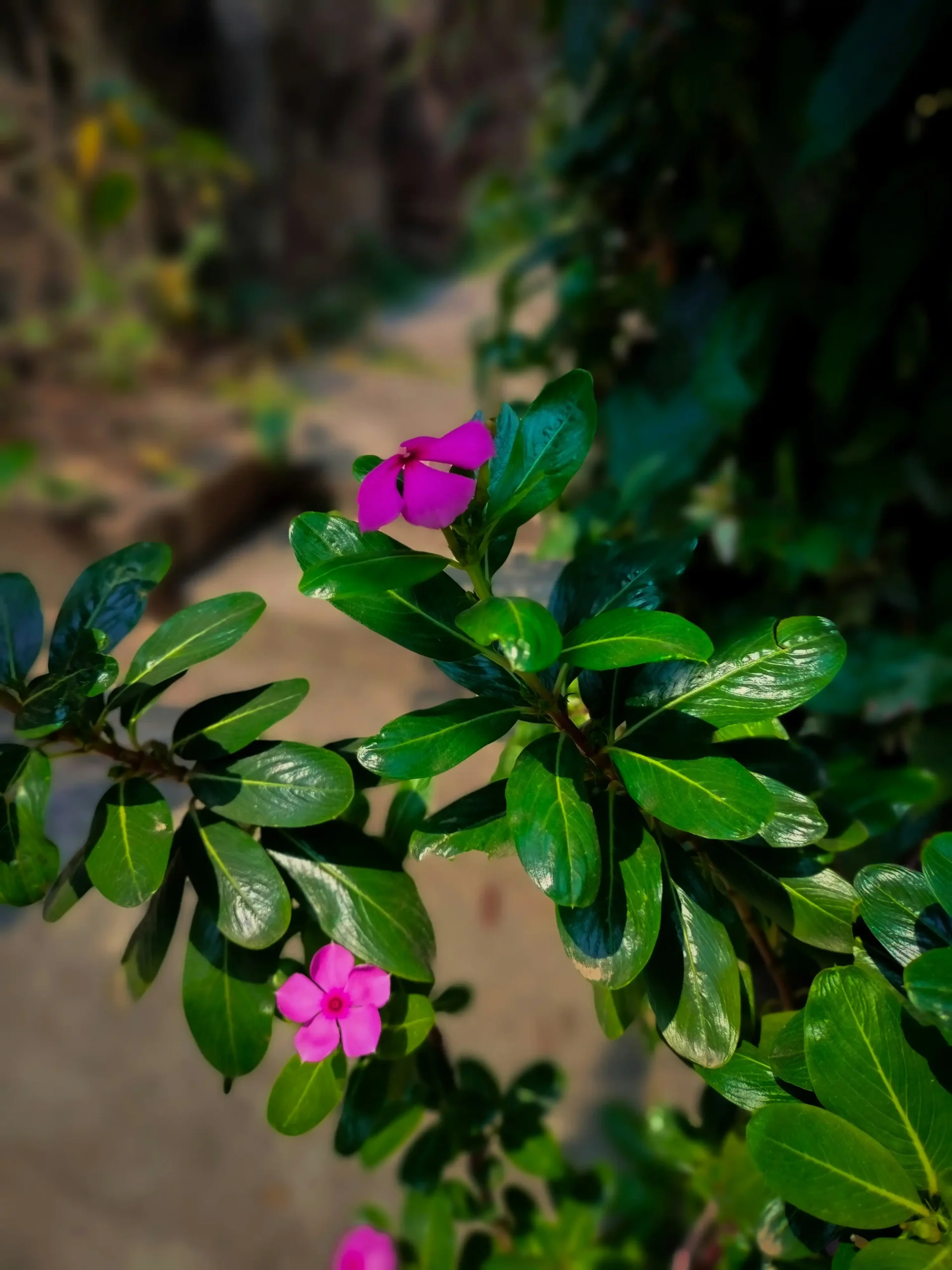 Madagascar periwinkle 