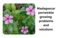 Common Madagascar Periwinkle Growing Problems and Solutions
