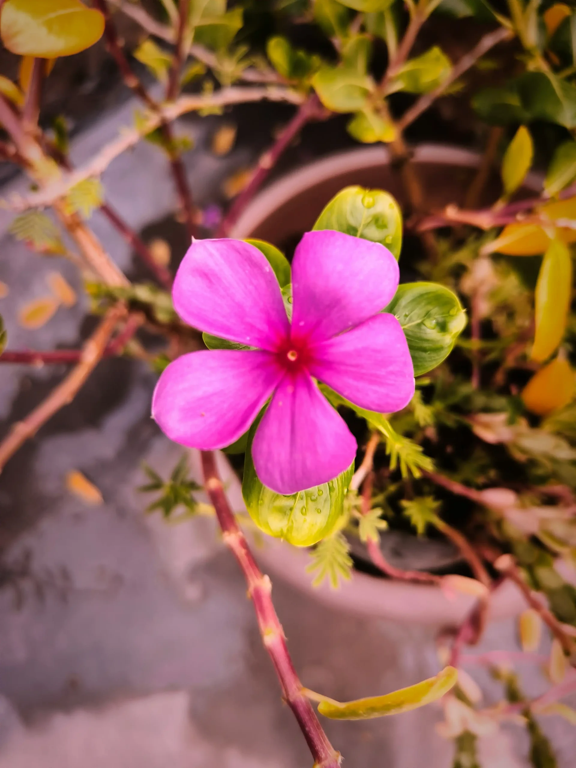 Madagascar periwinkle 