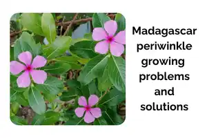 Common Madagascar Periwinkle Growing Problems and Solutions