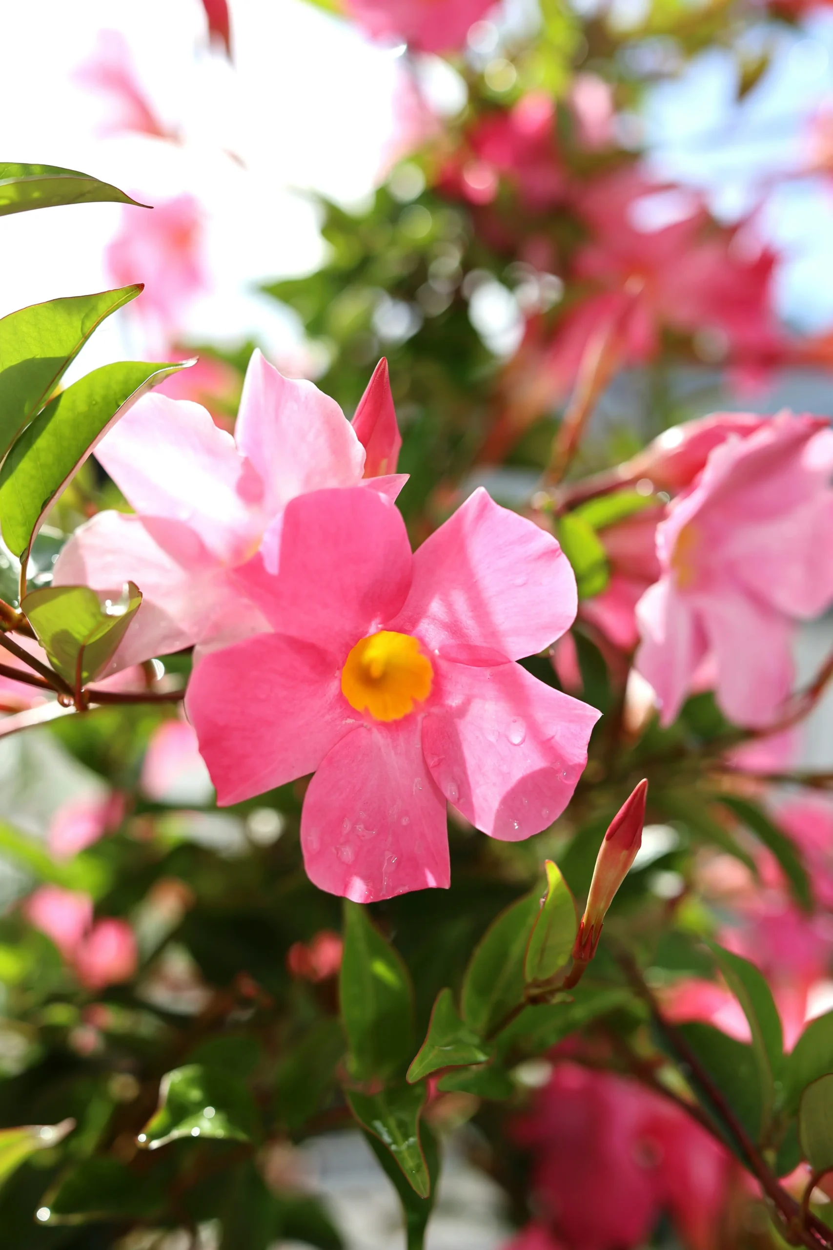 mandevilla