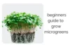 Simple Guide to Growing Microgreens at Home for Better Nutrition - Post Thumbnail