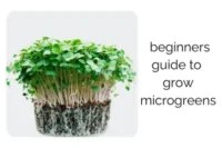 Simple Guide to Growing Microgreens at Home for Better Nutrition