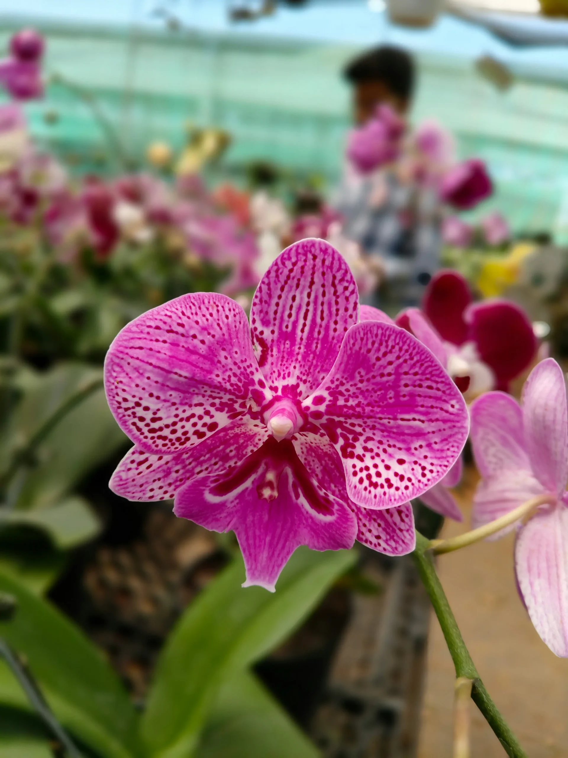 Mini Orchid