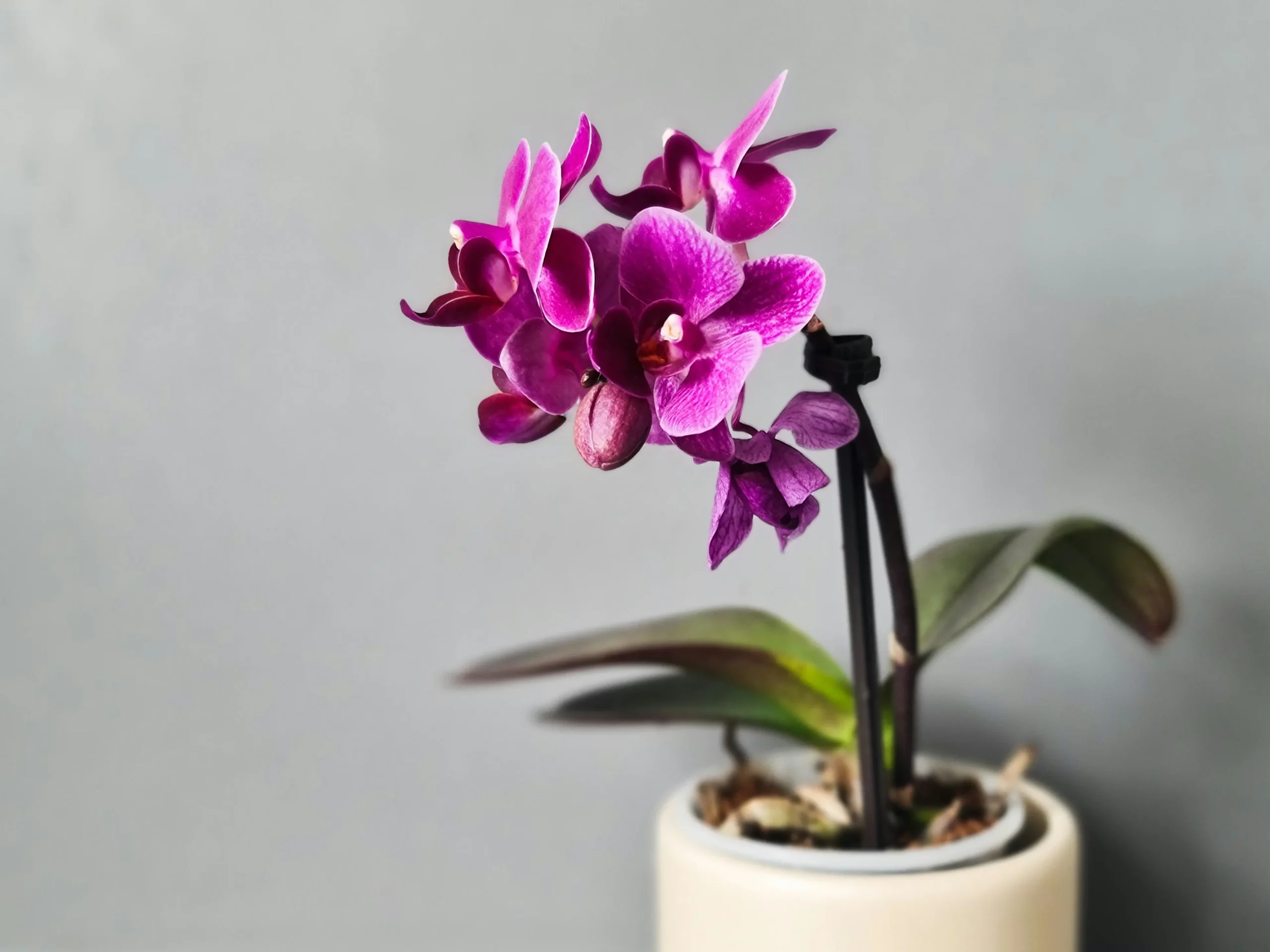 Miniature Orchids small house plant