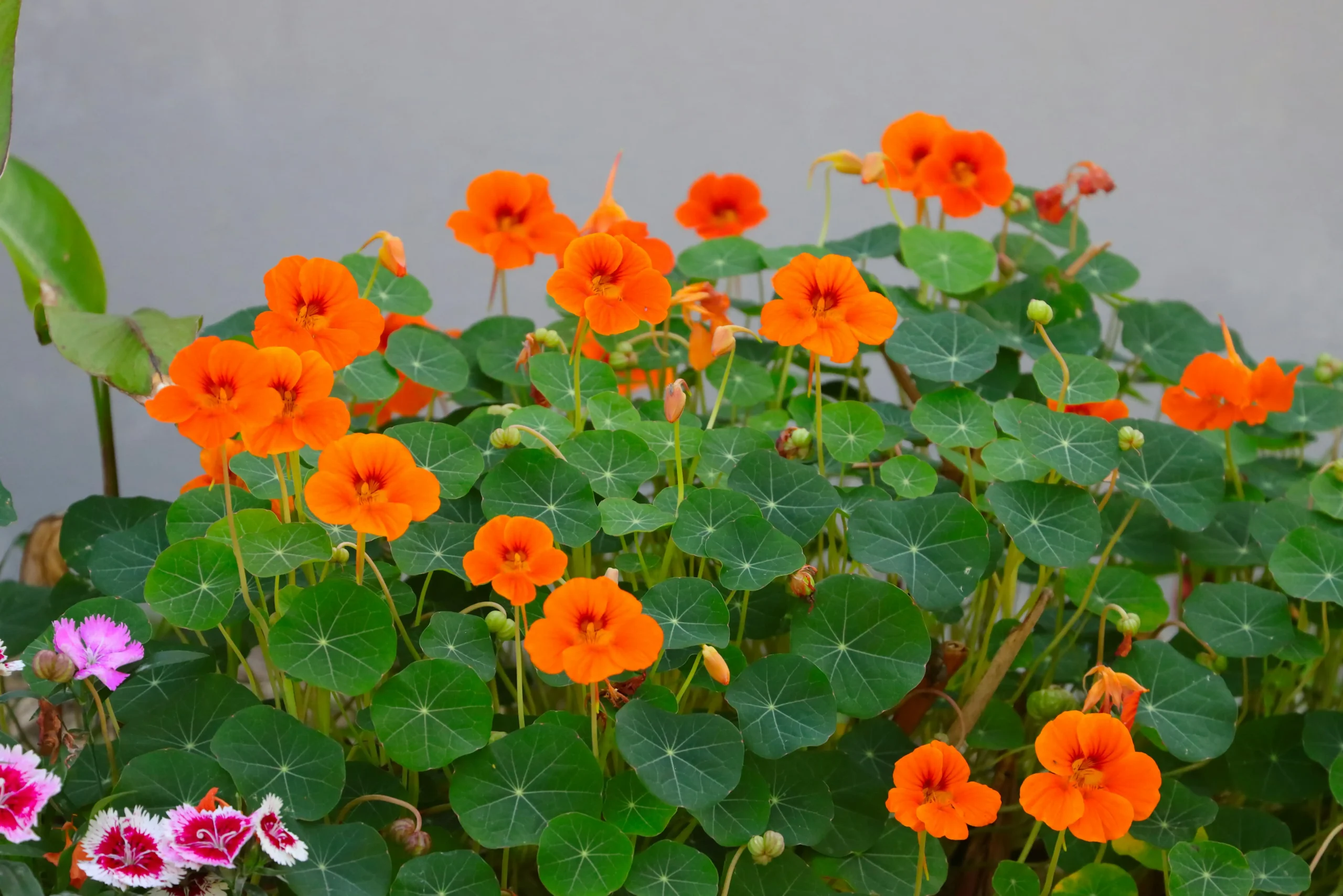 nasturtium