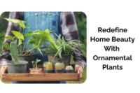 Top Ornamental Plants That Add Beauty and Value to Your Home