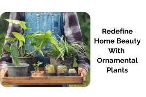 Top Ornamental Plants That Add Beauty and Value to Your Home