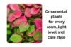 Best Indoor Ornamental Plants for Every Room, Light Level, and Care Style - Post Thumbnail