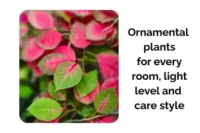 Best Indoor Ornamental Plants for Every Room, Light Level, and Care Style