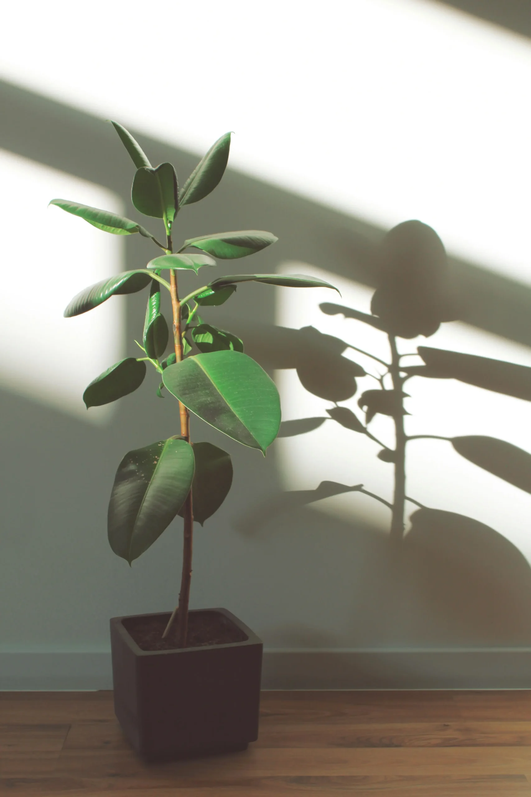 rubber plant