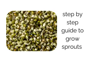 How to Grow Sprouts at Home: Easy Step by Step Guide