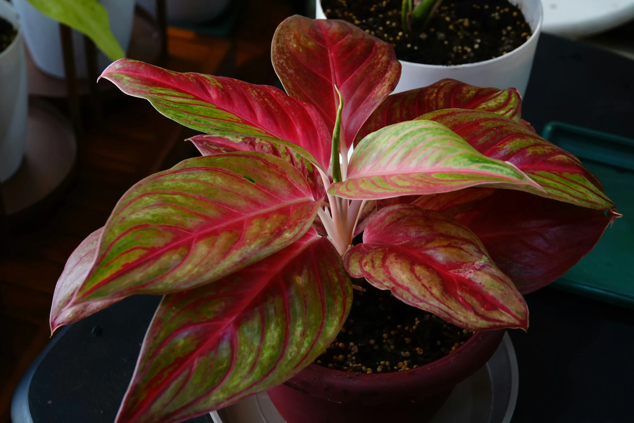 aglaonema 