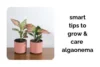 Grow and Care for Aglaonema Indoor: Smart Tips for Better Results - Post Thumbnail