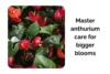 Master Anthurium Indoor Care With Expert Tips for Bigger Blooms - Post Thumbnail