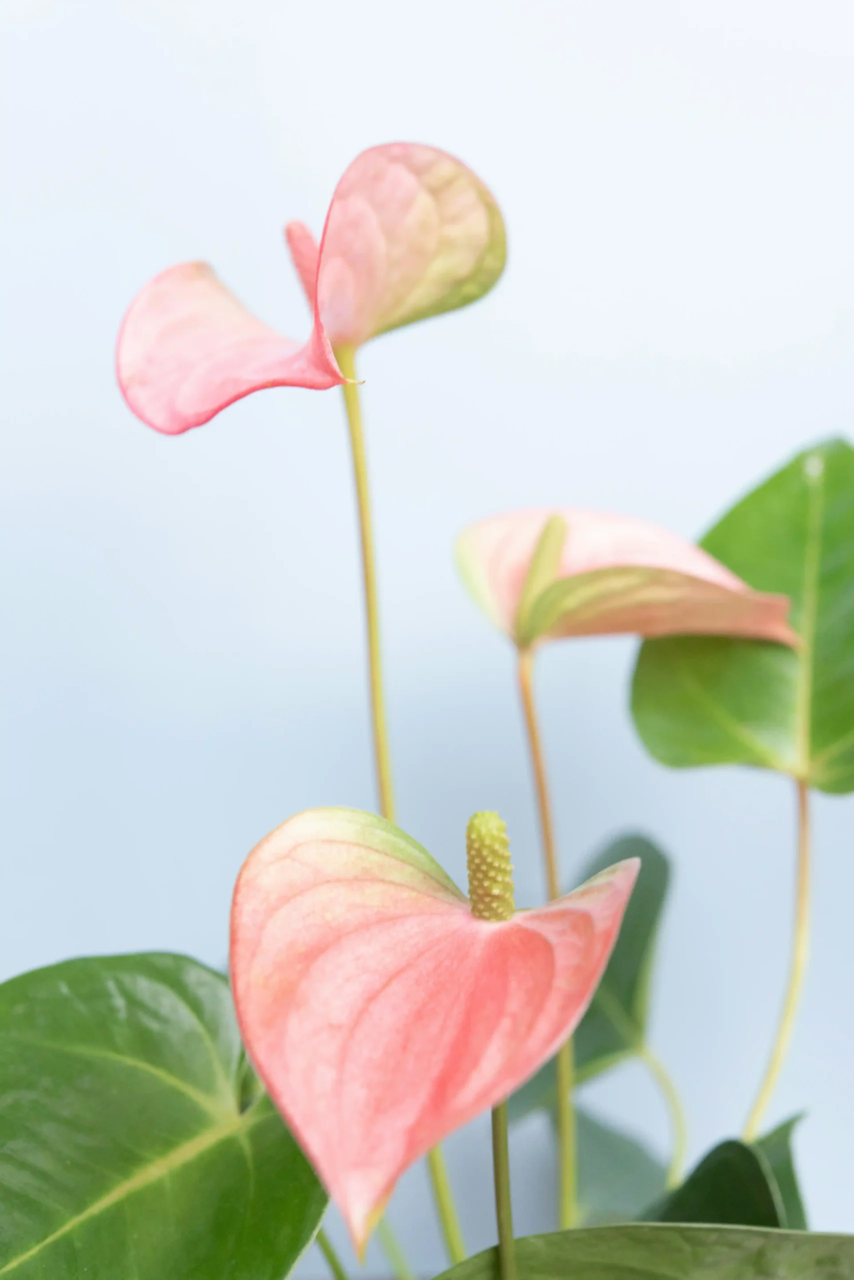 anthurium