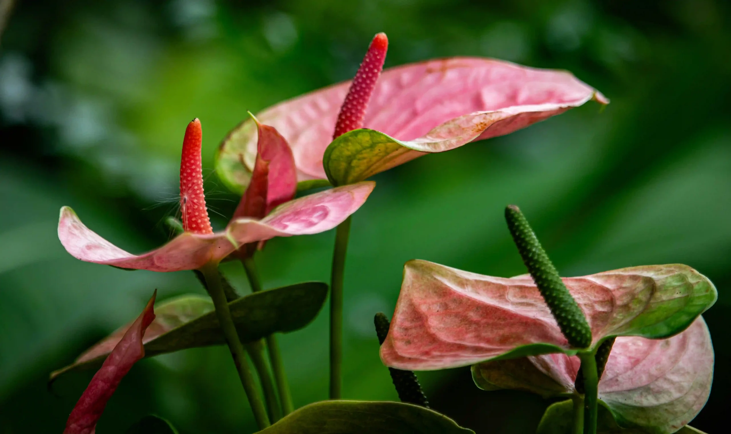 anthurium