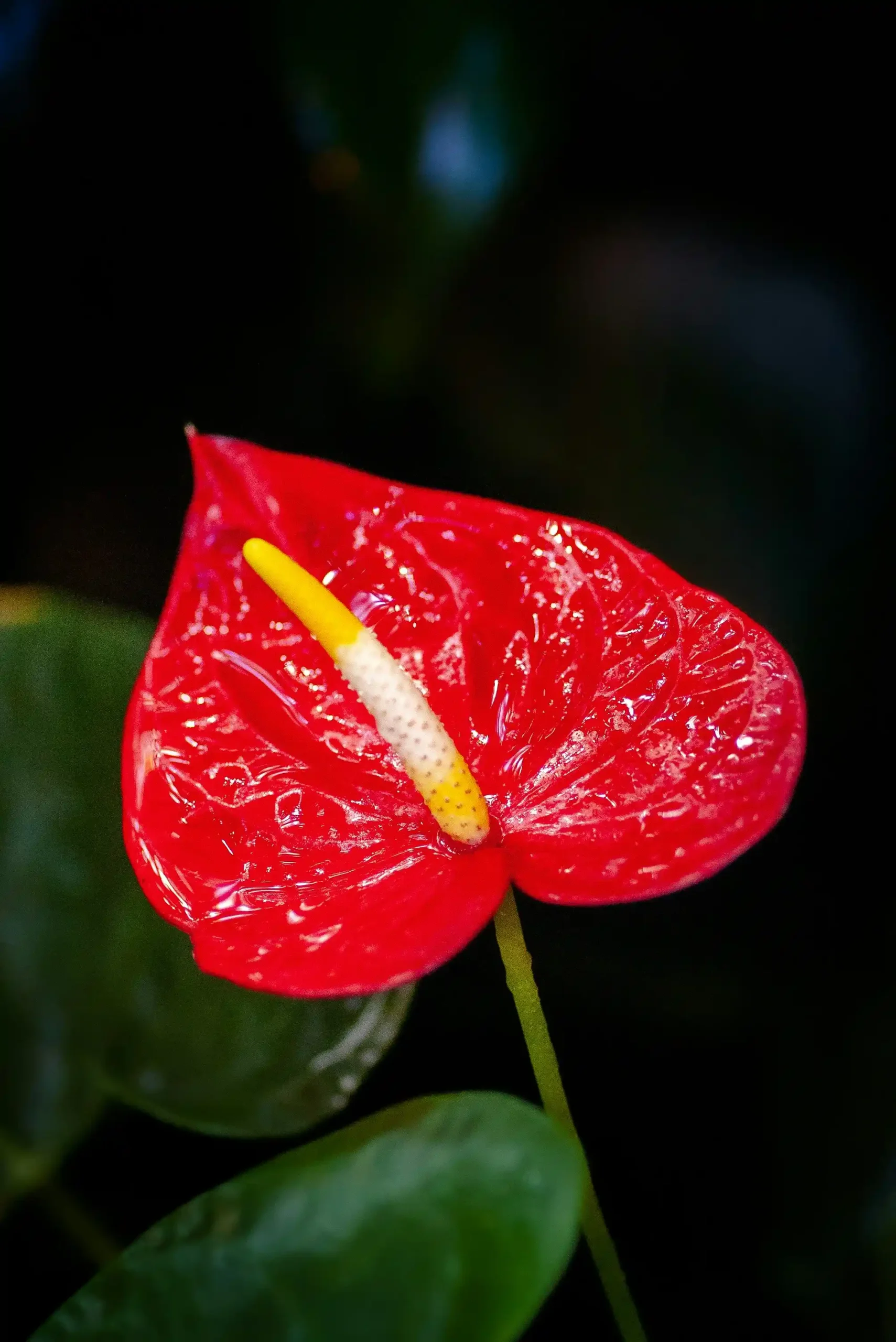 anthurium