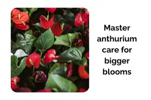 Master Anthurium Indoor Care With Expert Tips for Bigger Blooms